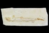 Cretaceous Fossil Shark (Pararhinchodon) - With Pos/Neg #107614-5